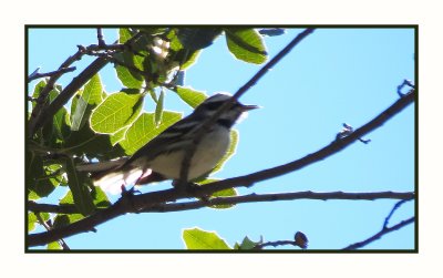 2022-02-08 2313 Black-throated Gray Warbler
