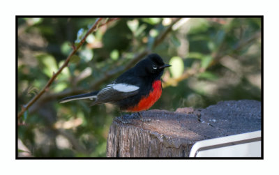 2022-02-08 7992 Painted Redstart - Painted Whitestart