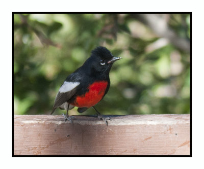 2022-02-08 8064 Painted Redstart - Painted Whitestart