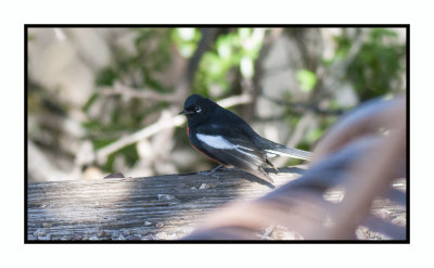 2022-02-08 8076 Painted Redstart - Painted Whitestart