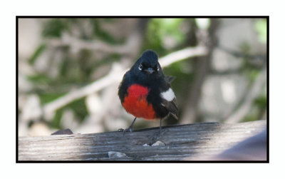2022-02-08 8083 Painted Redstart - Painted Whitestart