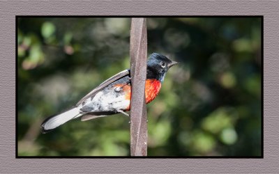 2022-02-08 8100 Painted Redstart - Painted Whitestart