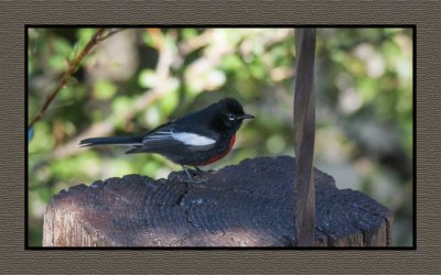 2022-02-08 8101 Painted Redstart - Painted Whitestart