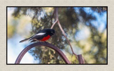 2022-02-08 8102 Painted Redstart - Painted Whitestart