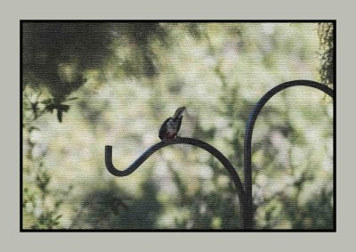 2022-02-08 7954 Painted Redstart Tapestry