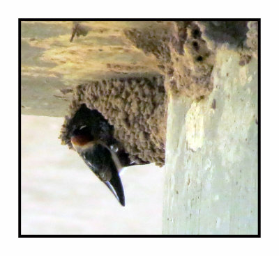 2022-02-15 2318 Cliff Swallow