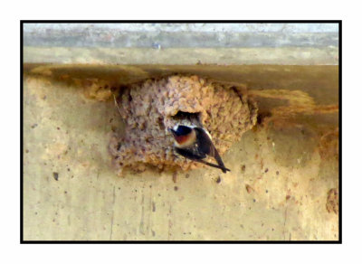 2022-02-15 2323 Cliff Swallow