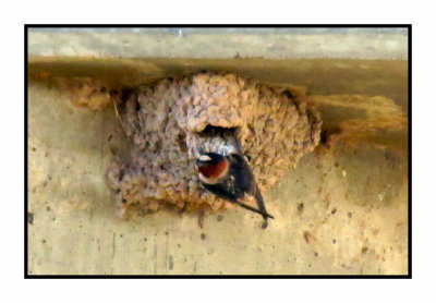 2022-02-15 2324 Cliff Swallow