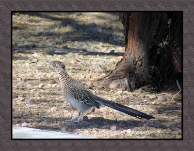 2022-02-15 2357 Roadrunner