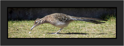 2022-02-15 2363 Roadrunner
