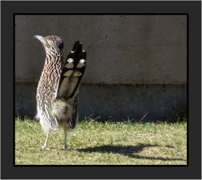 2022-02-15 2364 Roadrunner