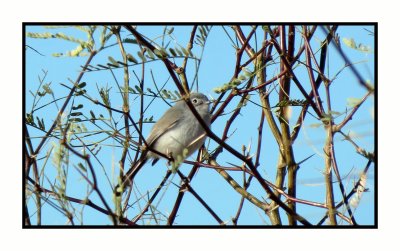 2022-02-18 2417 Female Black-tailed Gnatcatcher