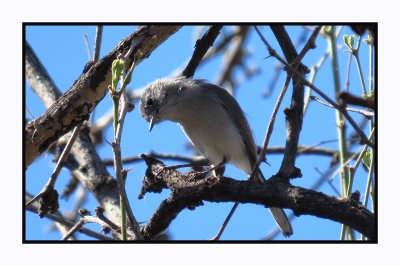 2022-03-08 0113 Blue-gray Gnatcatcher