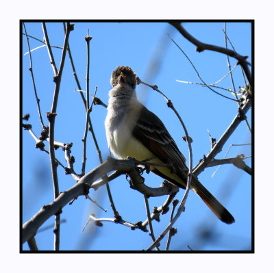 2022-03-08 0089 Ash-throated Flycatcher