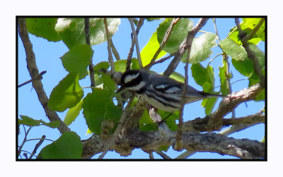 2022-03-08 0131 Black & White Warbler