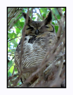 2022-03-08 0129 Snoozing Male Great Horned Owl