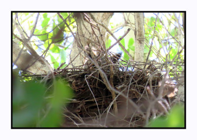 2022-03-08 0127 Nesting Female Great Horned Owll