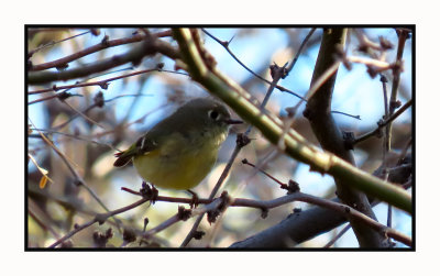 2022-03-08 0060 Ruby-crowned Kinglet