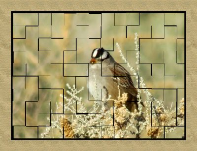 2022-02-18 2409 White Crowned Sparrow