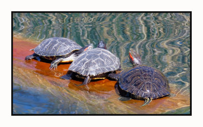 2022-03-01 0024 Turtles