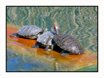 2022-03-01 0028 Turtles