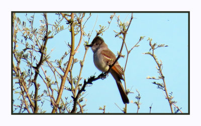 2022-03-22 0180 Ash-throated Flycatcher