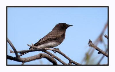 2022-03-22 0212 Female Black Phoebe