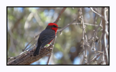 2022-03-22 0238 Vermillion Flycatcher