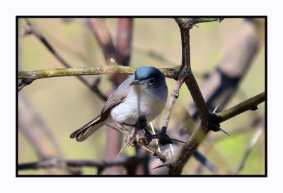 2022-03-22 0204 Blue-gray Gnatcatcher