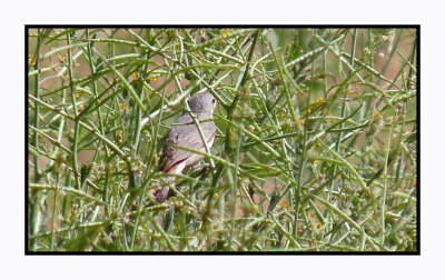 2022-03-22 0256 Lucy's Warbler