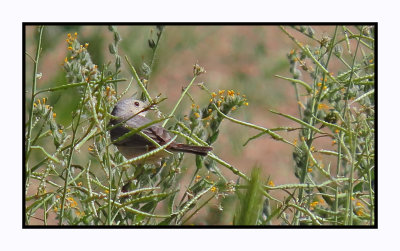2022-03-22 0265 Lucy's Warbler