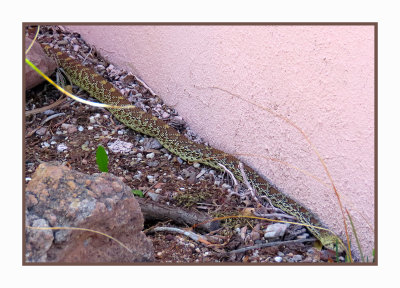 2022-03-16 &17 0140 Arizona Desert King Snake