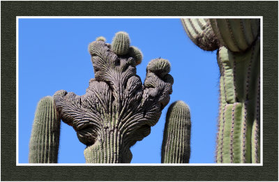 2022-03-16 &17 0163 Crested Saguaro