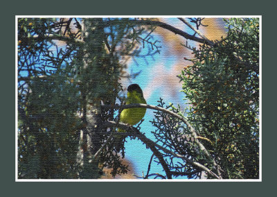 2022-03-16 &17 0165 Lesser Goldfinch Tapestry