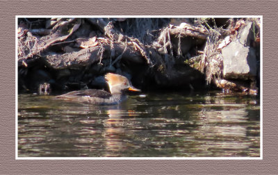 2022 04 10 404 Female Common Merganser