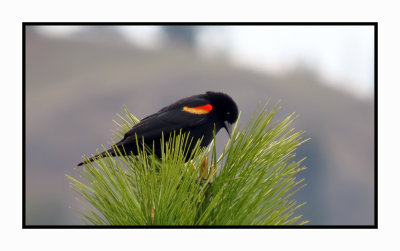 2022 04 18 431 Red-winged Blackbird