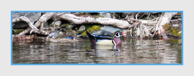 2022 04 27 501 Wood Duck