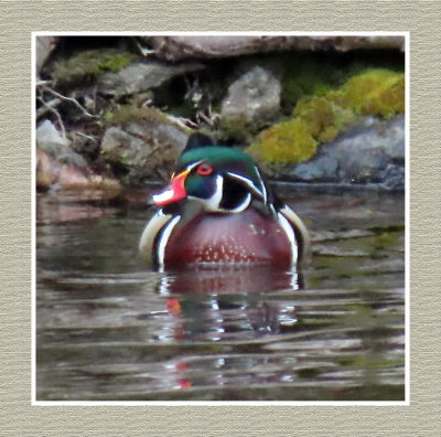 2022 04 27 503 Wood Duck