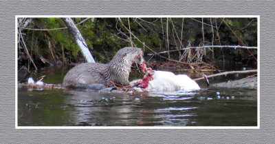 2022 04 27 482 It's Hard to be a Canada Goose Near an Otter