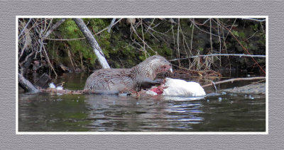 2022 04 27 484 It's Hard to be a Canada Goose Near an Otter