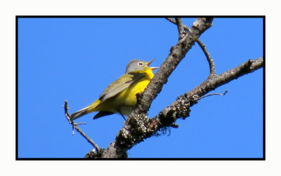 2022-04-28 507 Nashville Warbler