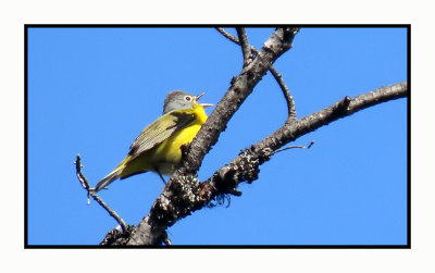 2022-04-28 508 Nashville Warbler