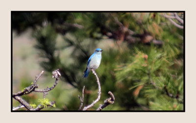 2022-04-28 532 Mountain Bluebird