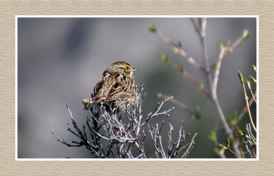 2022-04-28 513 Savannah Sparrow