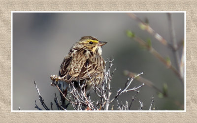 2022-04-28 516 Savannah Sparrow