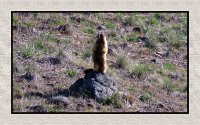 2022-04-28 520 Marmott