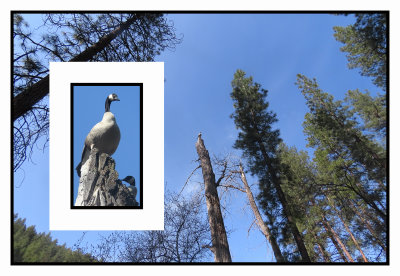 2022-04-29 556 & 7 Two Canada Geese on a Snag