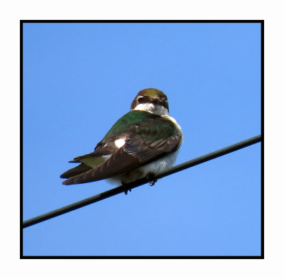 2022-04-29 563 Violet Green Swallow
