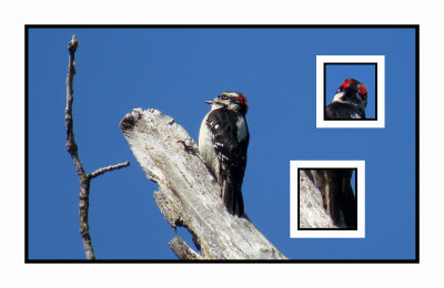 2022-04-29 561 & 558 Downy Woodpecker