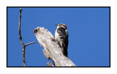 2022-04-29 562 Downy Woodpecker